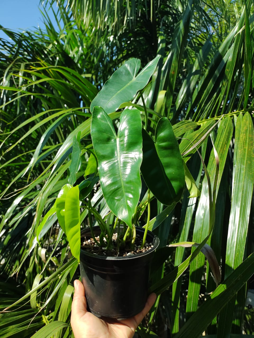 Philodendron Burle Marx maceta "6