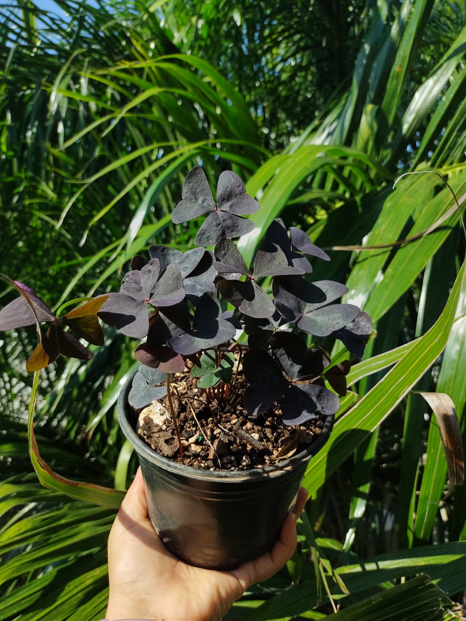 Oxalis Ebony Allure “6