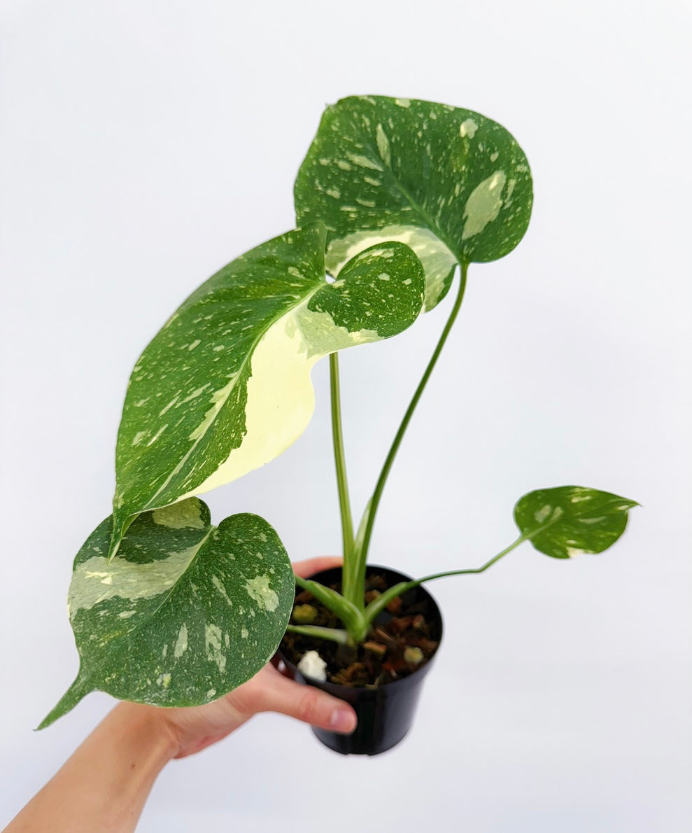 Monstera Thai Constellation #4