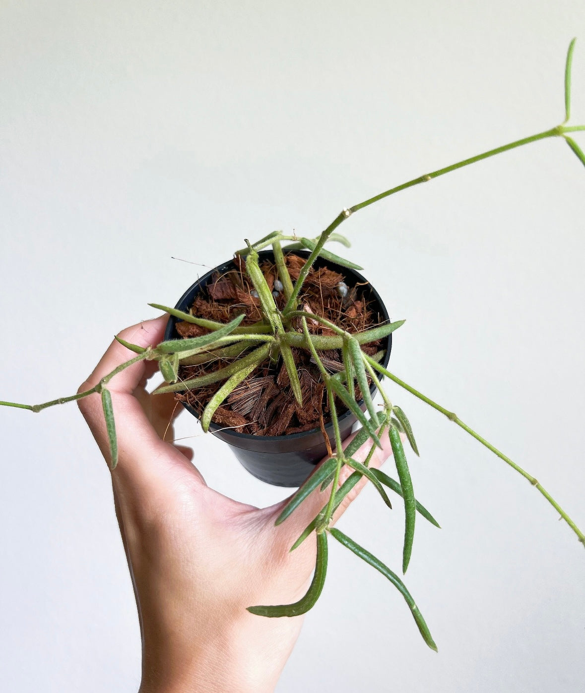 Hoya Linearis “4