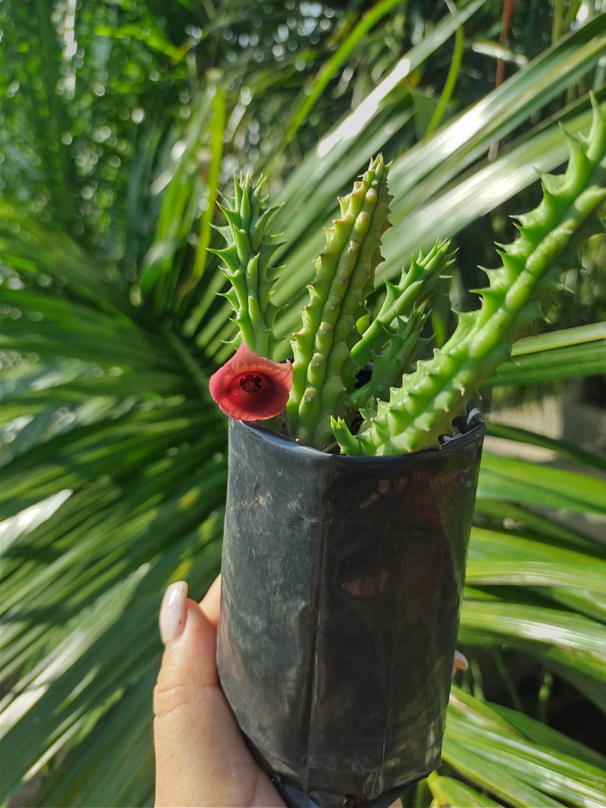 Huernia Schneideriana