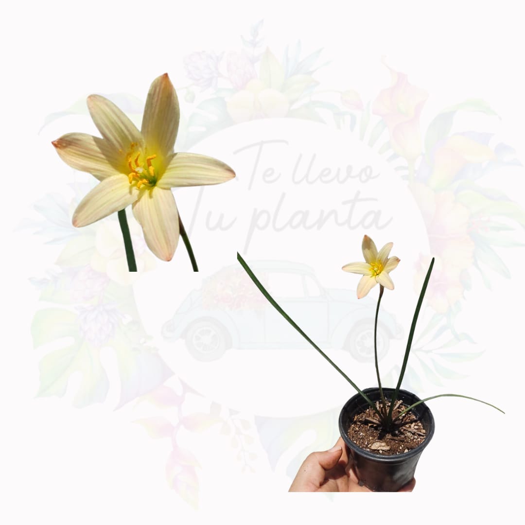 Zephyranthes King Ramson (1 bulbo)