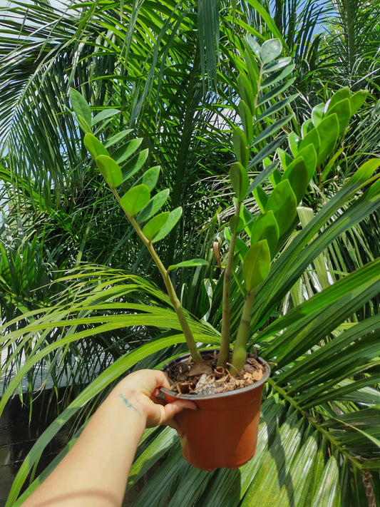 Zamioculca Zamiifolia  “7