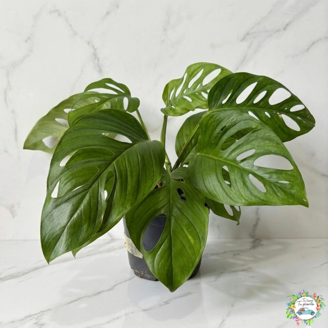Monstera Acacoyaguensis XL “10