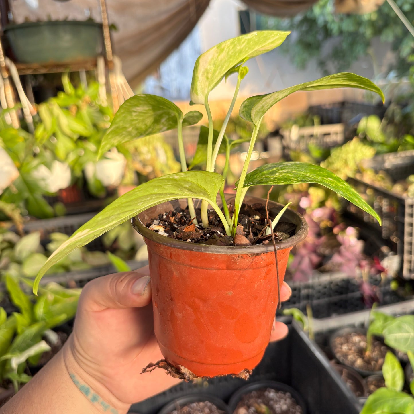 Epipremnum Pinnatum Yellow Flame “4