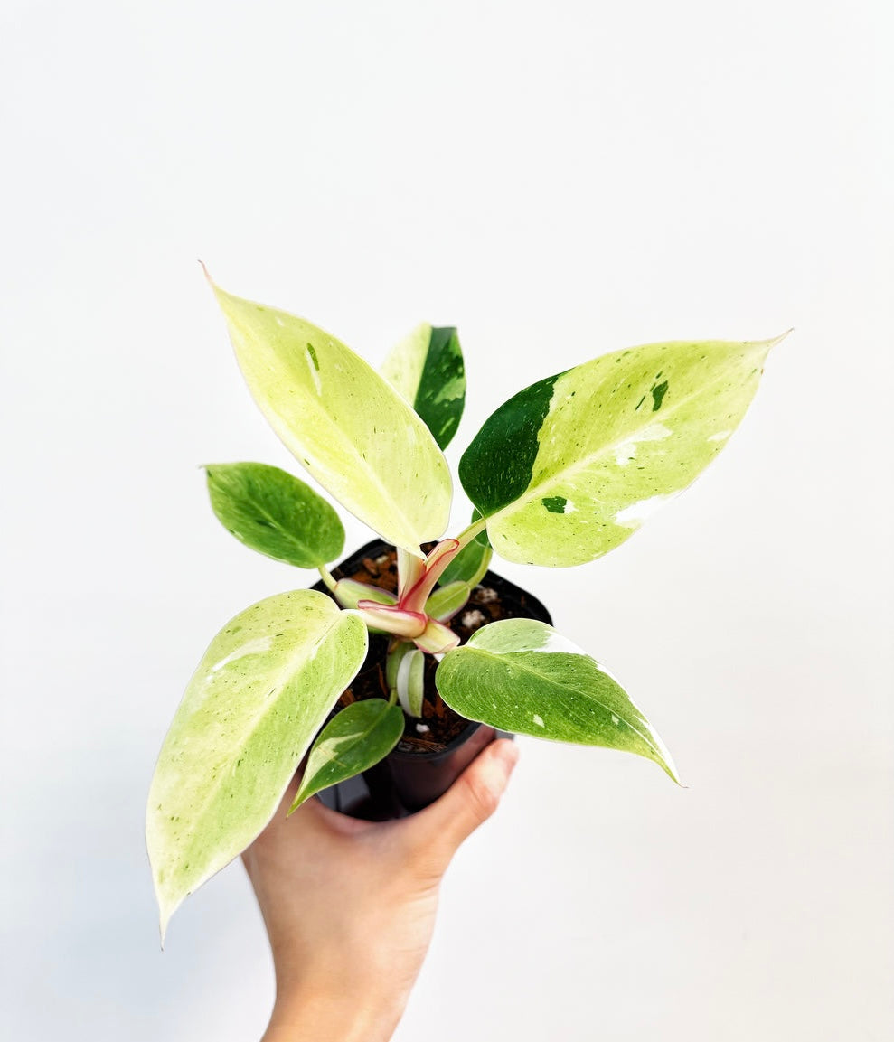 Philodendron White Princess Mint Variegado “4