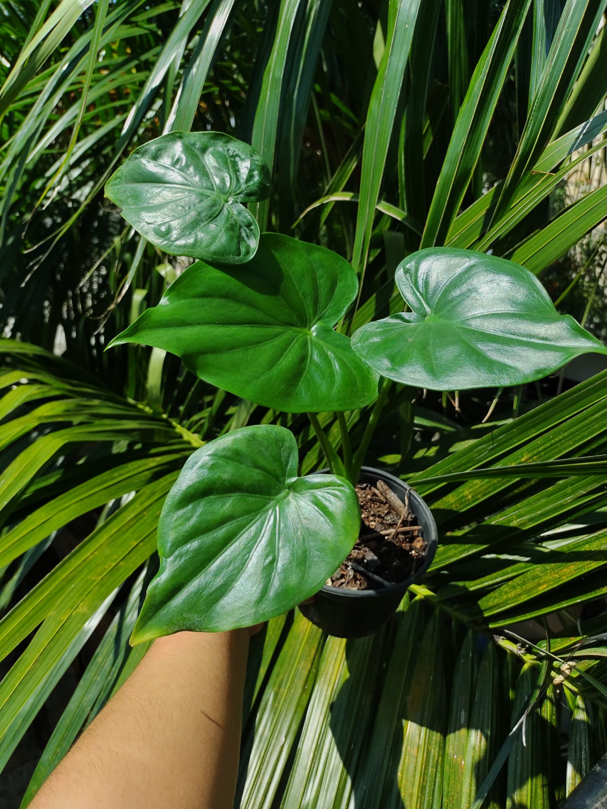 Alocasia Cucullata #4