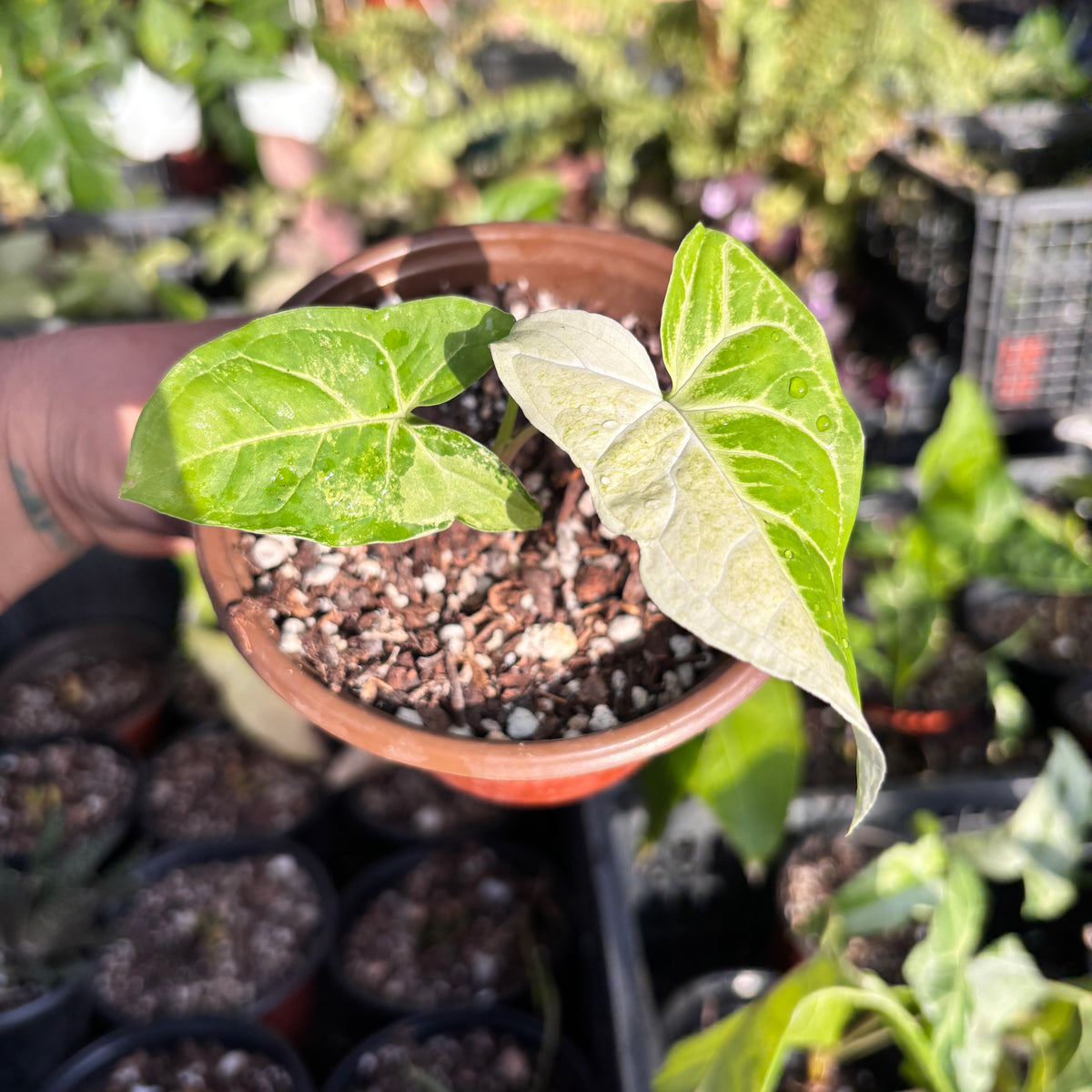 Syngonium Batik Albo (A)