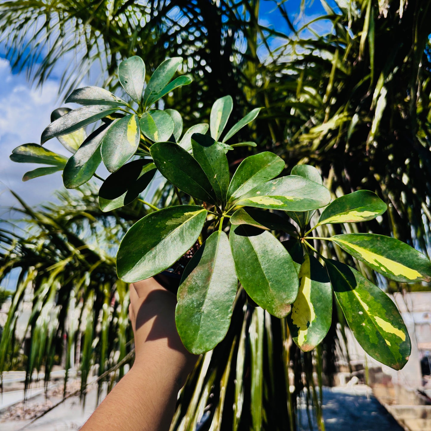 Schefflera Variegada "5