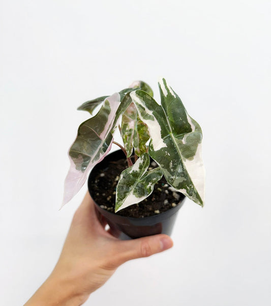 Alocasia Pseudosanderiana Pink “4