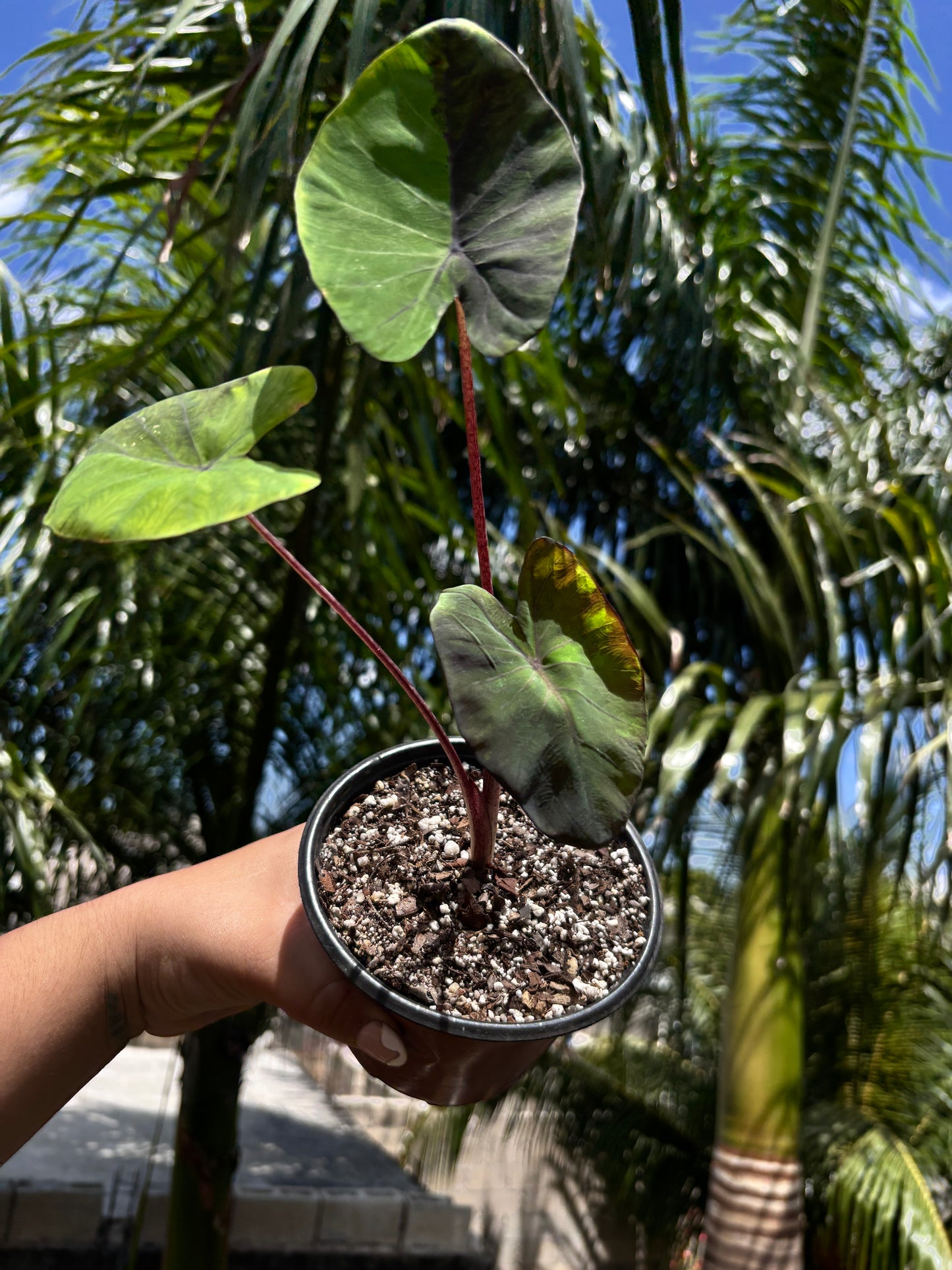 Colocasia Black Marble “5