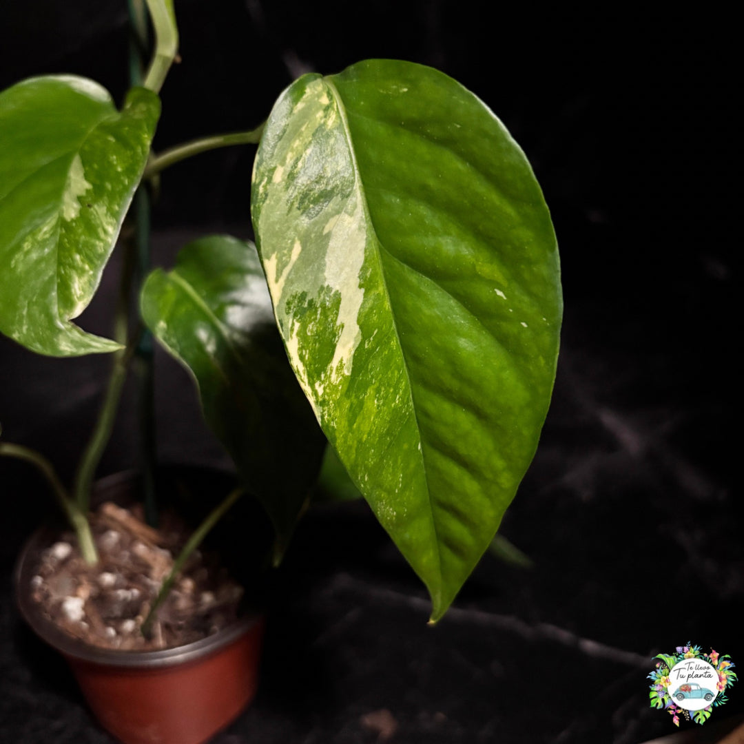 Epipremnum Pinnatum Albo Variegado “4