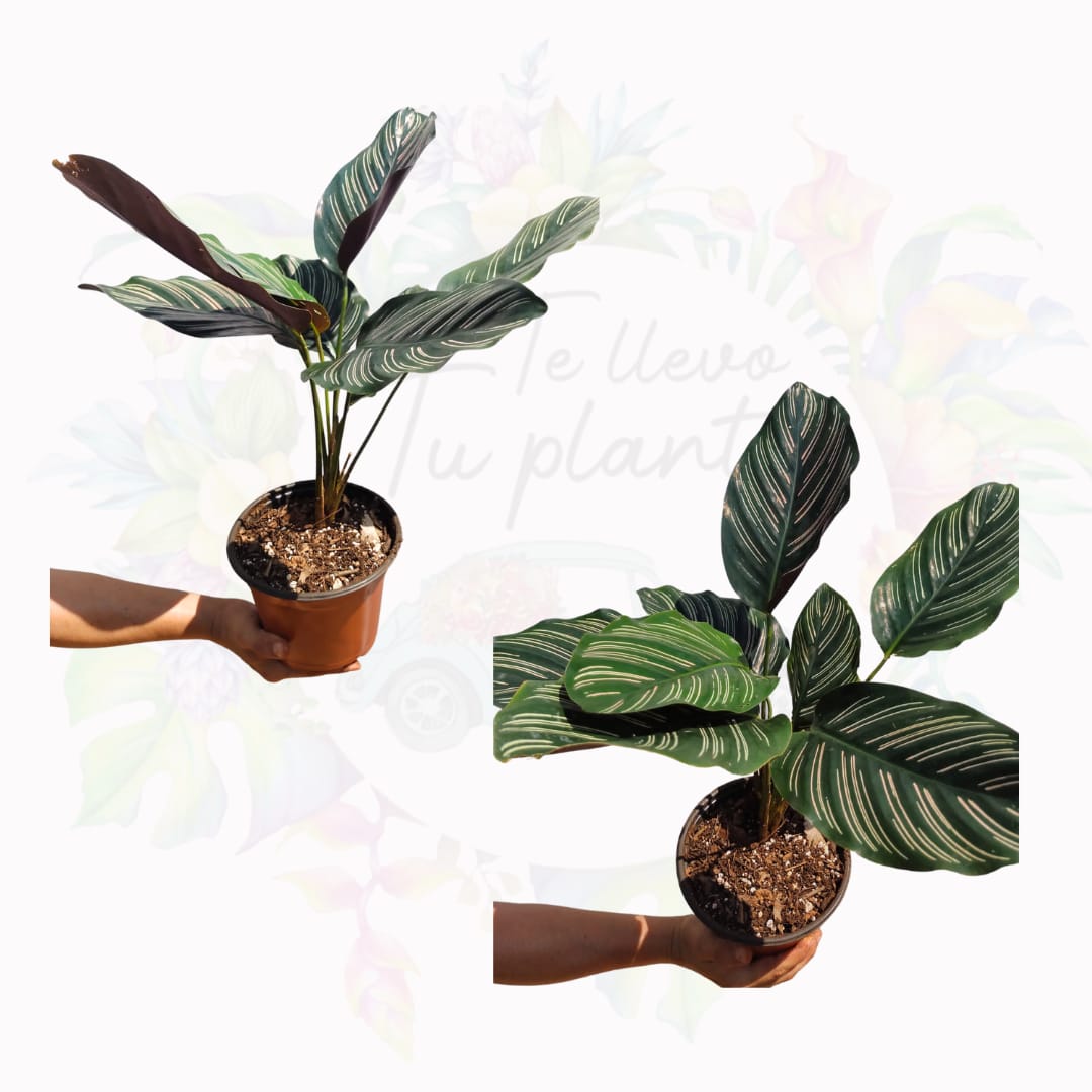 Calathea Ornata #6