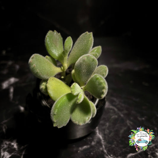 Cotyledon Tomentosa (Garrita de Oso) “4