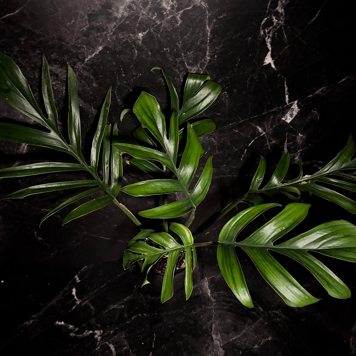 Monstera Pinnatipartita “6 (Forma Madura)