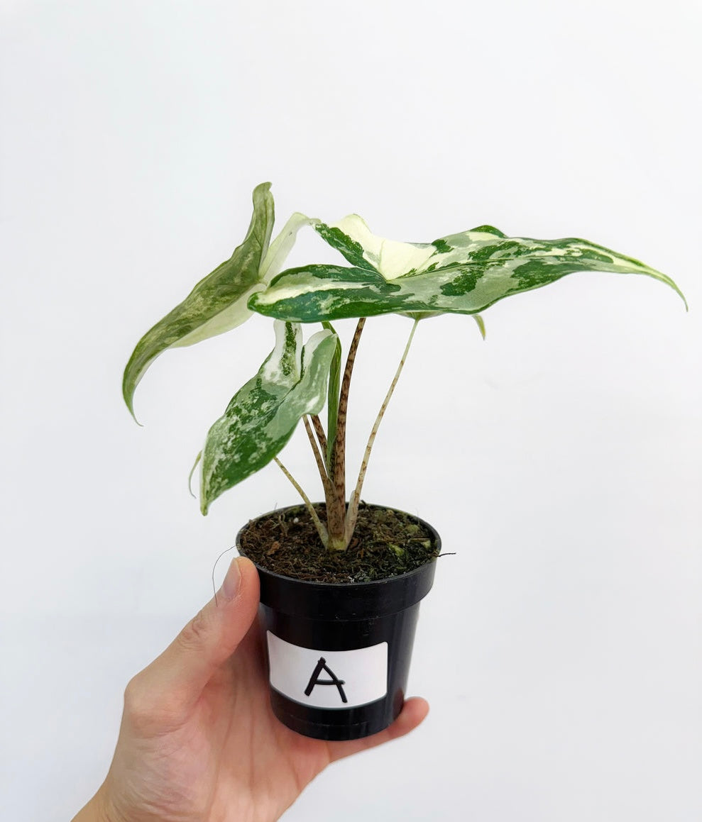 Alocasia Tigrina Superba