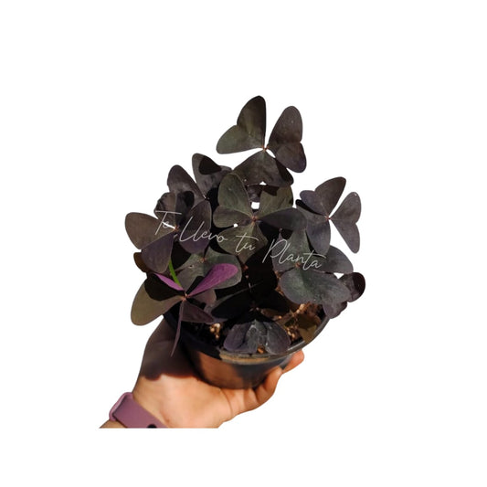 Oxalis Ebony Allure “6