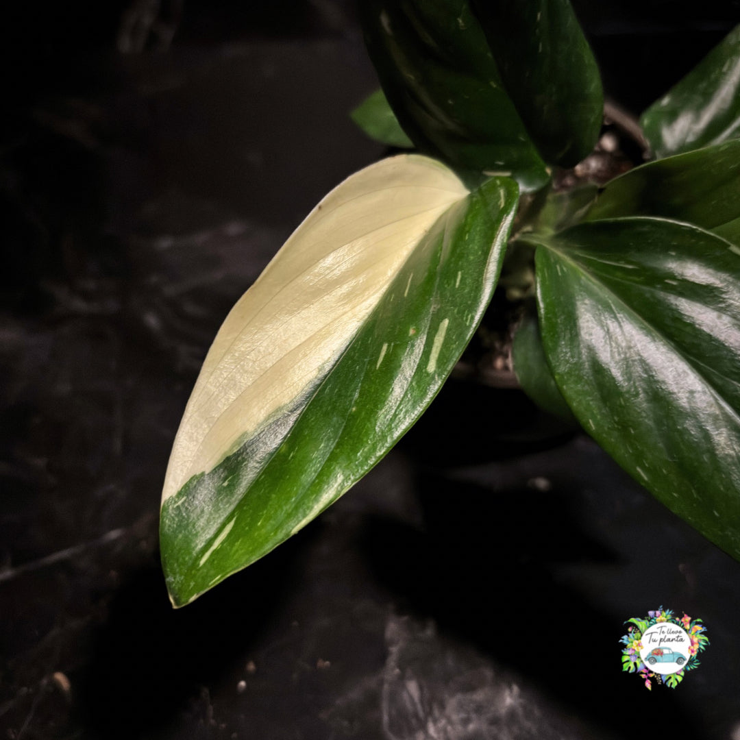 Monstera Stadleyana “4