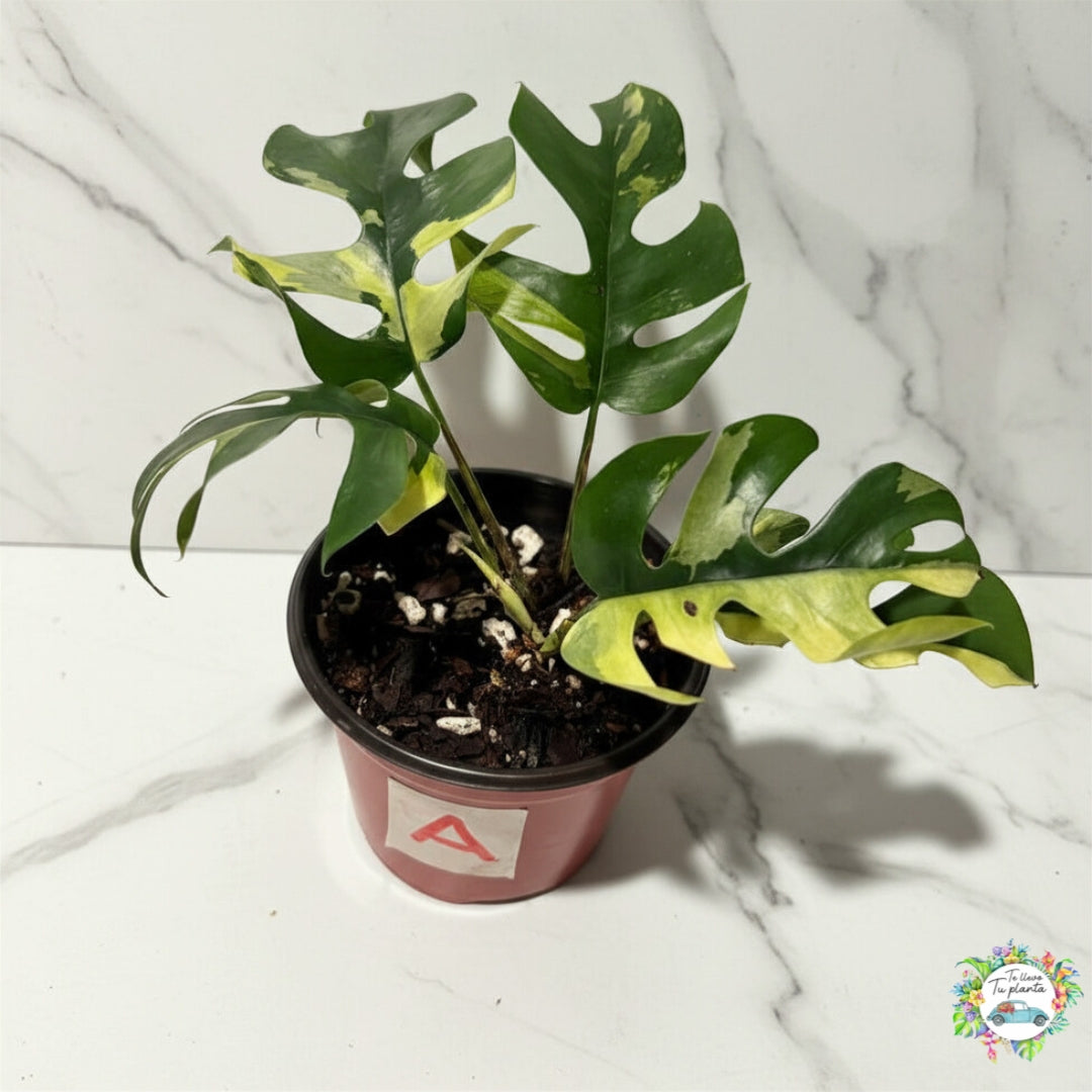 Raphidophora Tetrasperma Variegada “4 (A)