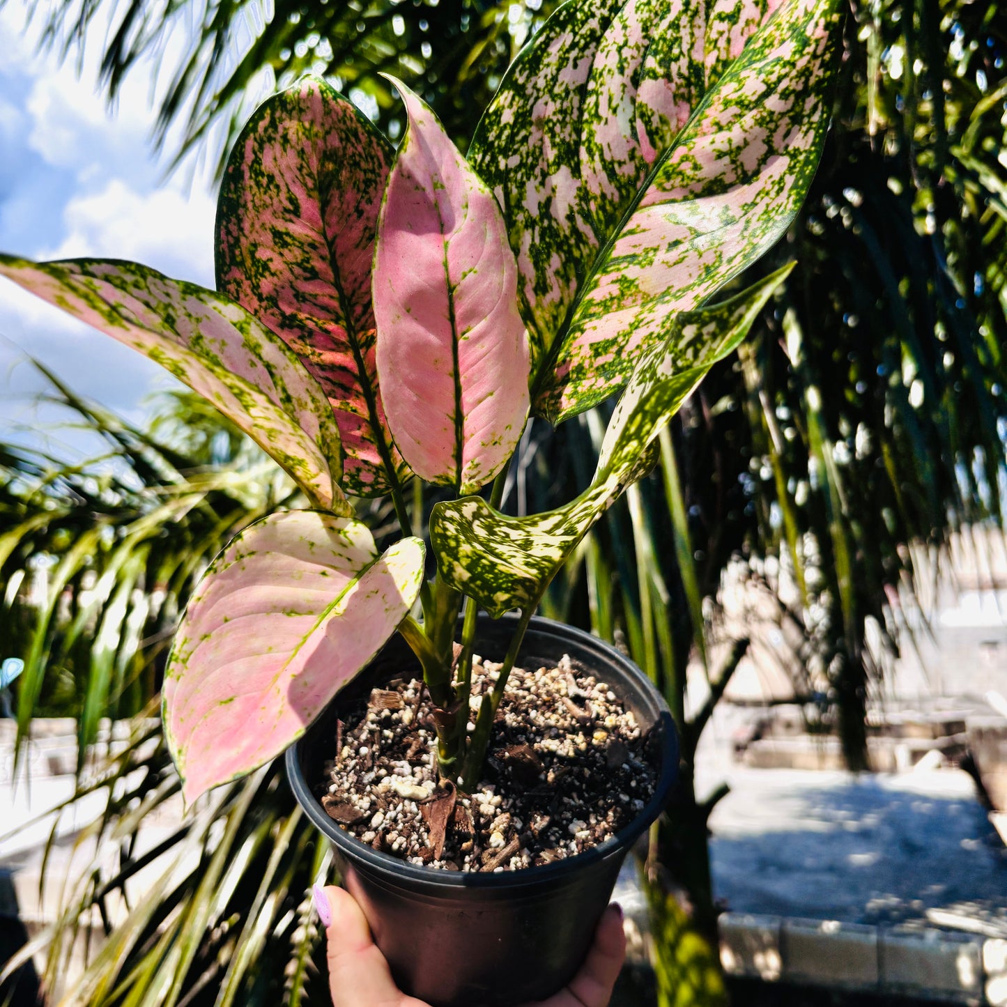 Aglaonema Etta Rose “5