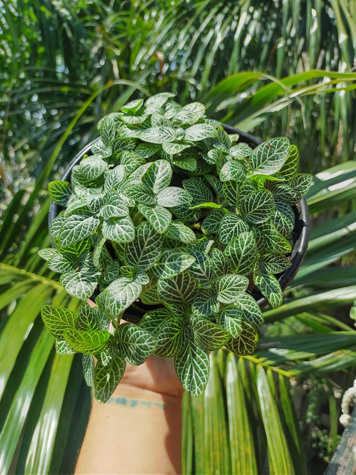 Fittonia maceta "5