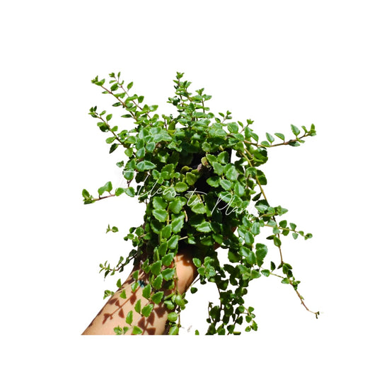 Plectranthus Prostratus