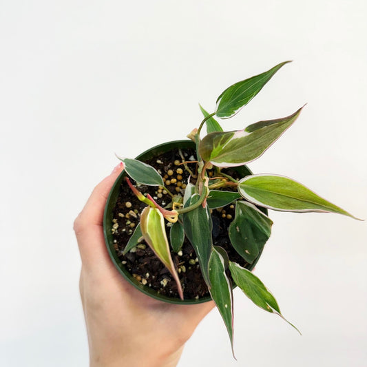 Philodendron Micans Halo “4