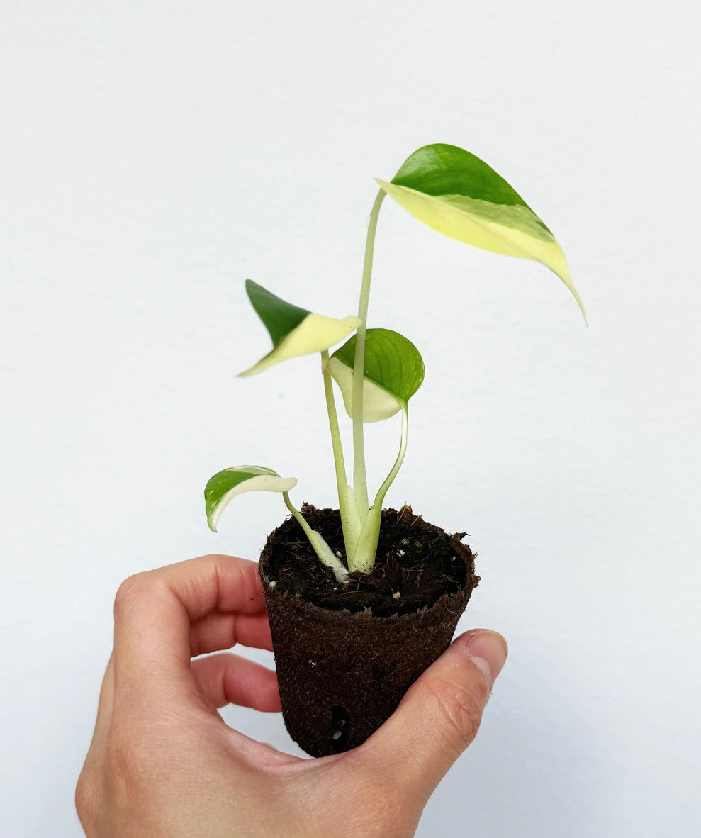 Monstera Lemon Pom Pom “3