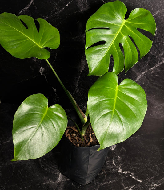 Monstera Deliciosa “10