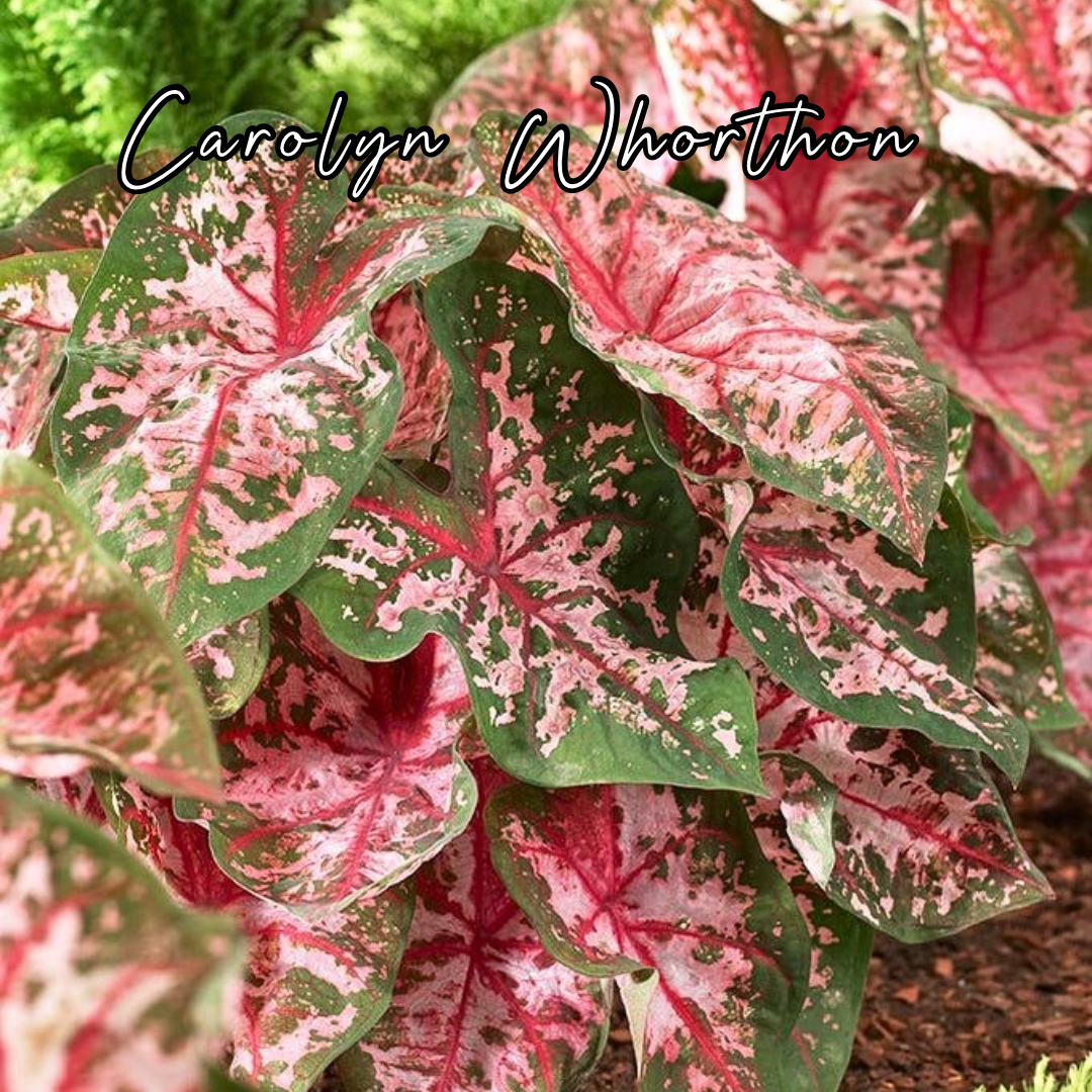 Bulbo de Caladium Carolyn Whorton