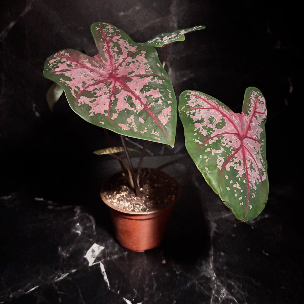 Caladium Carolyn Worthon “6