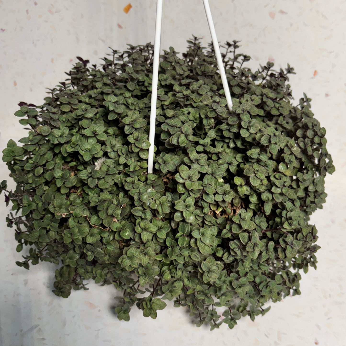 Callisia Rapens "7