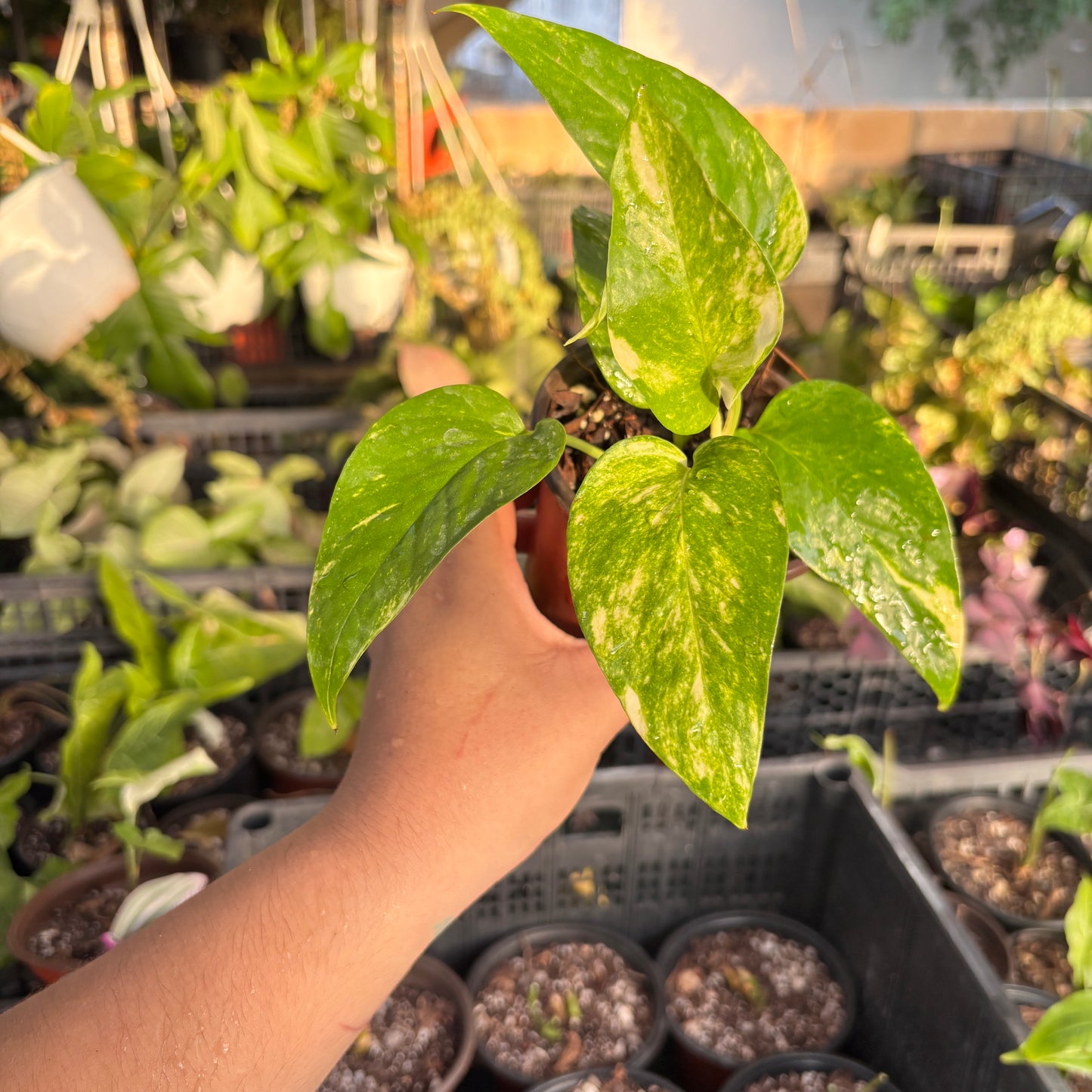 Epipremnum Pinnatum Yellow Flame “4