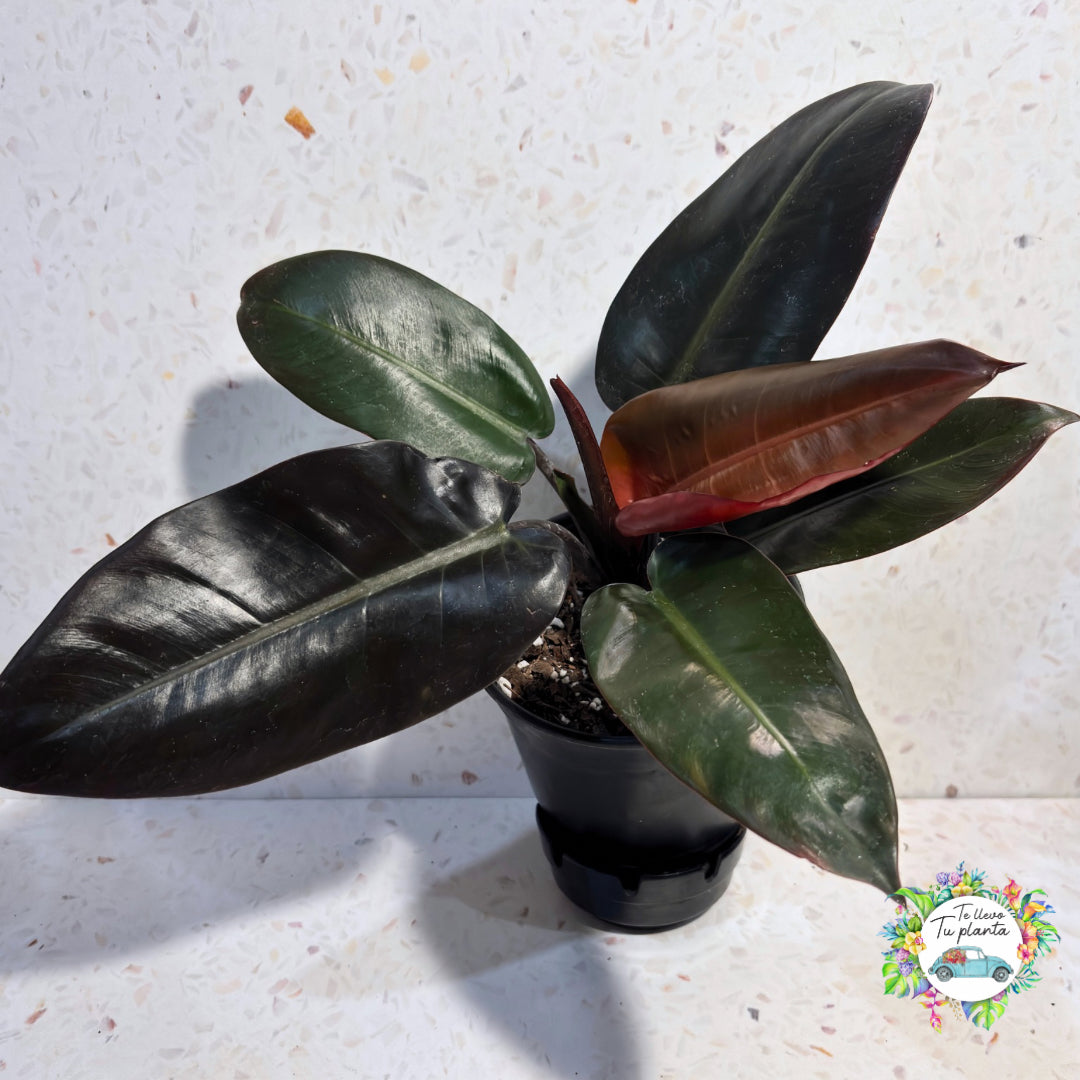 Philodendron Black Cardinal “6