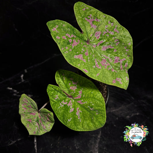 Caladium Seafoam Pink “5