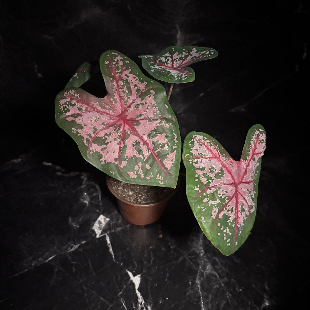 Caladium Carolyn Worthon “6
