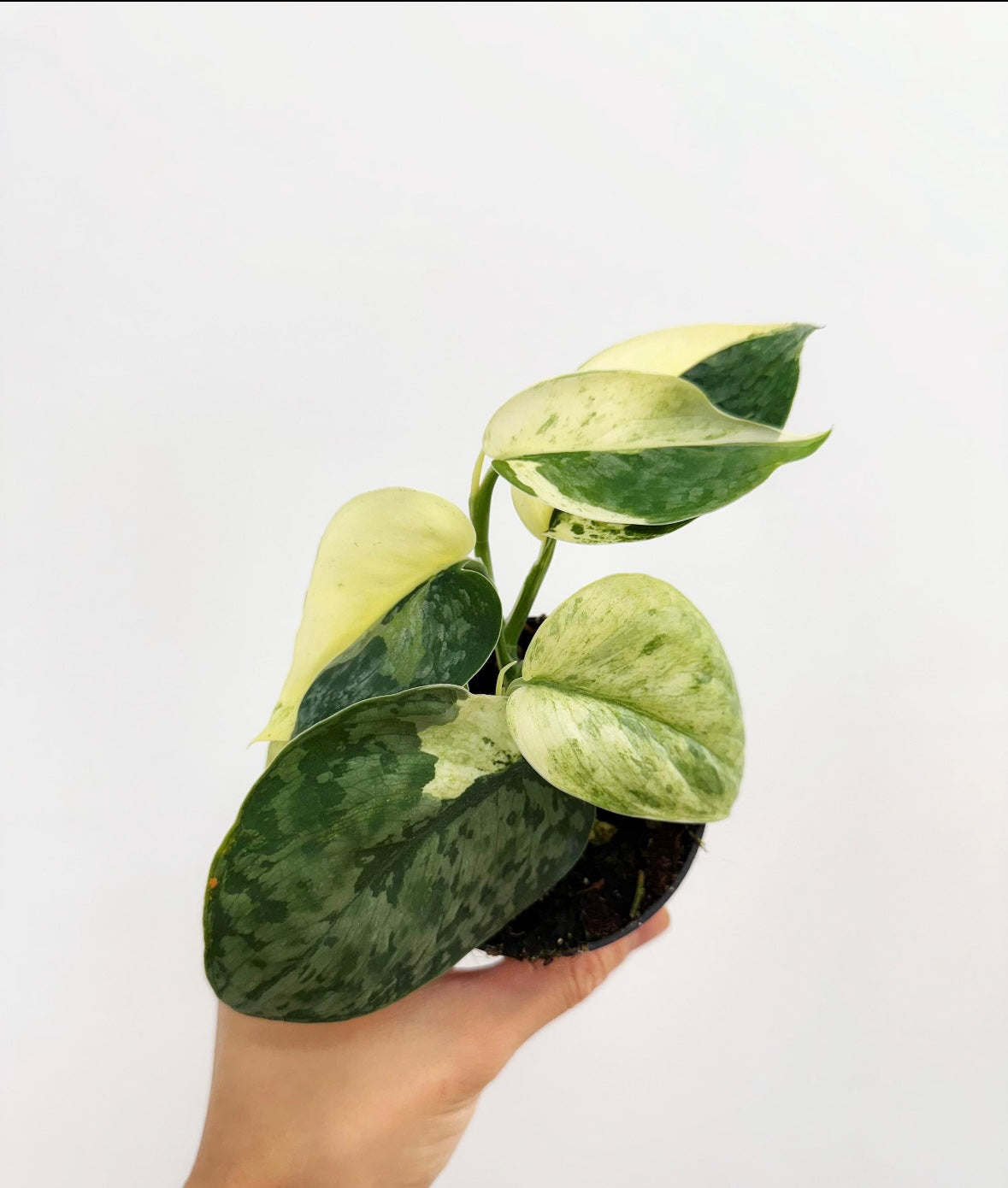 Scindapsus Halimoon “4