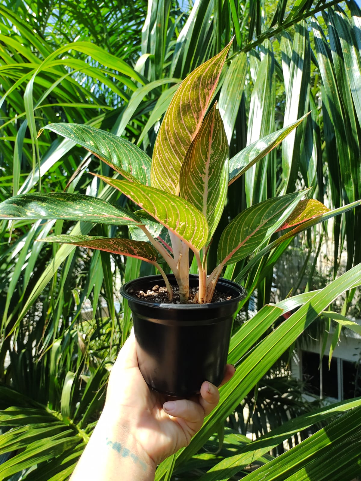 Aglaonema Legacy Green #4