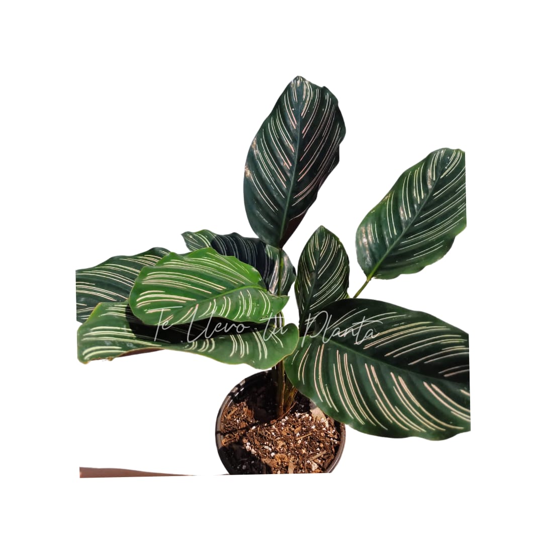 Calathea Ornata #6