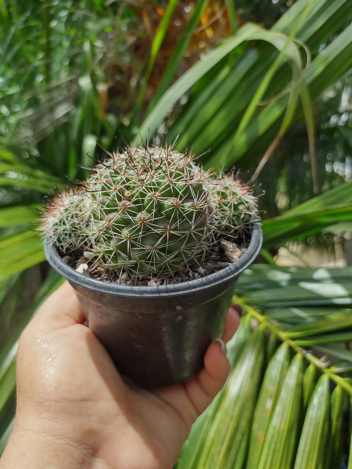 Mammillaria beneckei #4