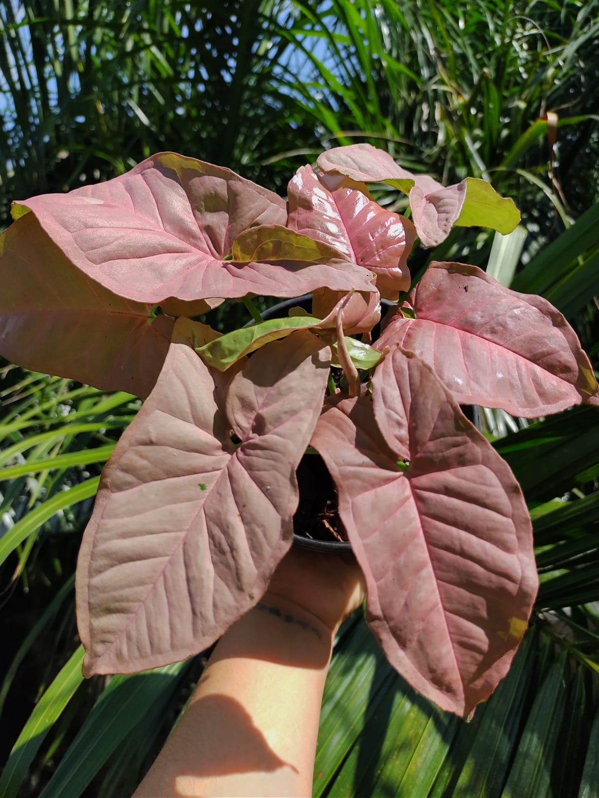 Syngonium Pink Neón Robusta #6