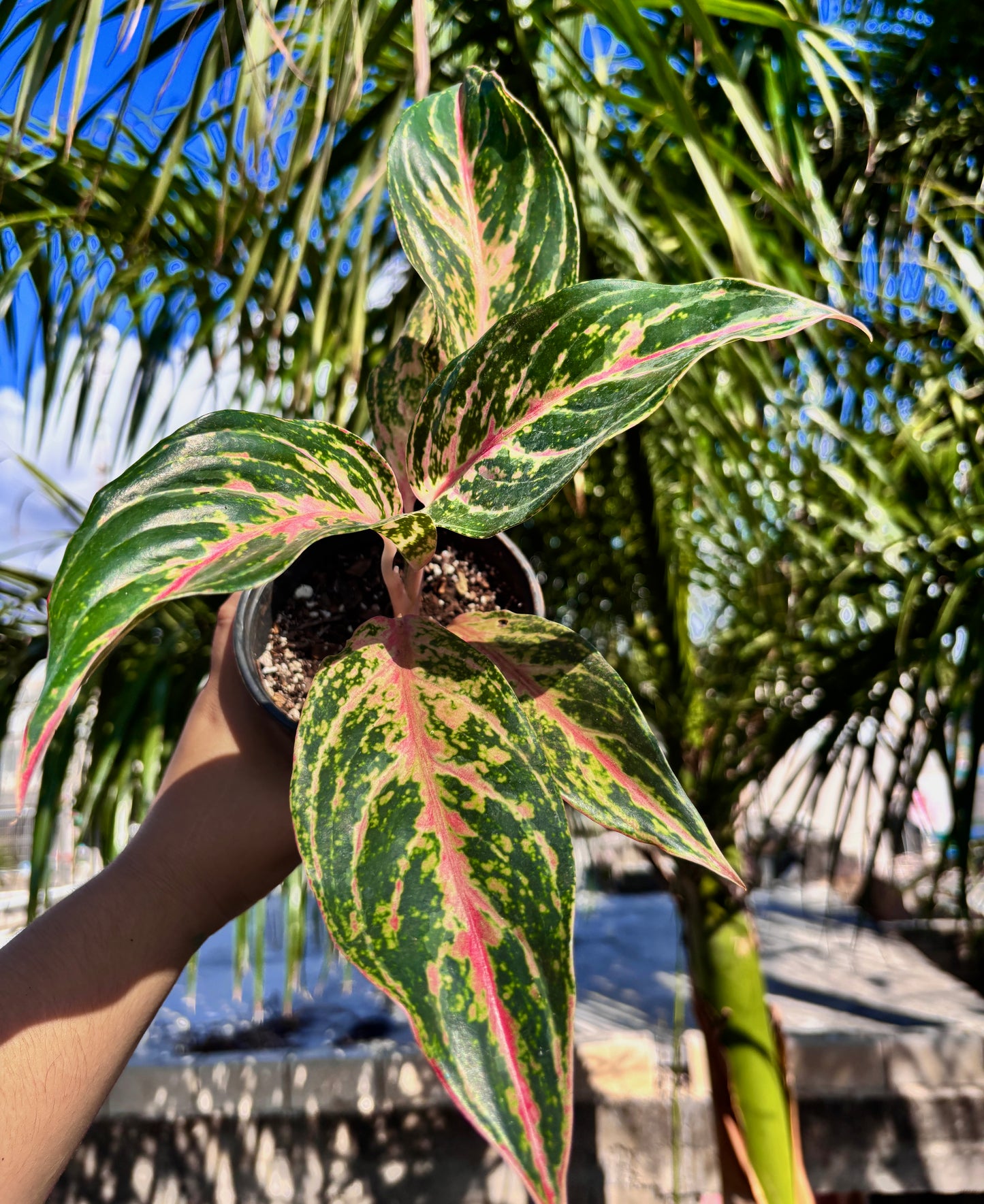 Aglaonema Pink Butterfly #5