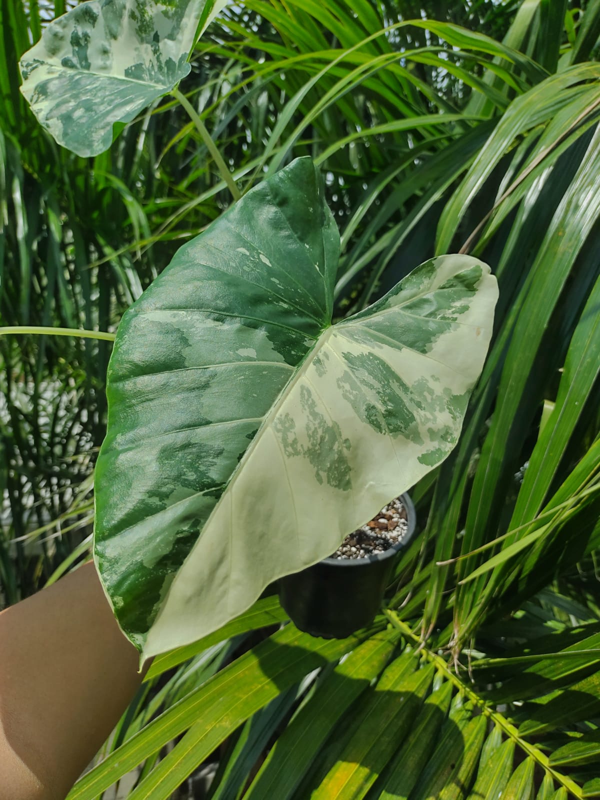 Alocasia Macrorrhiza Variegada #6