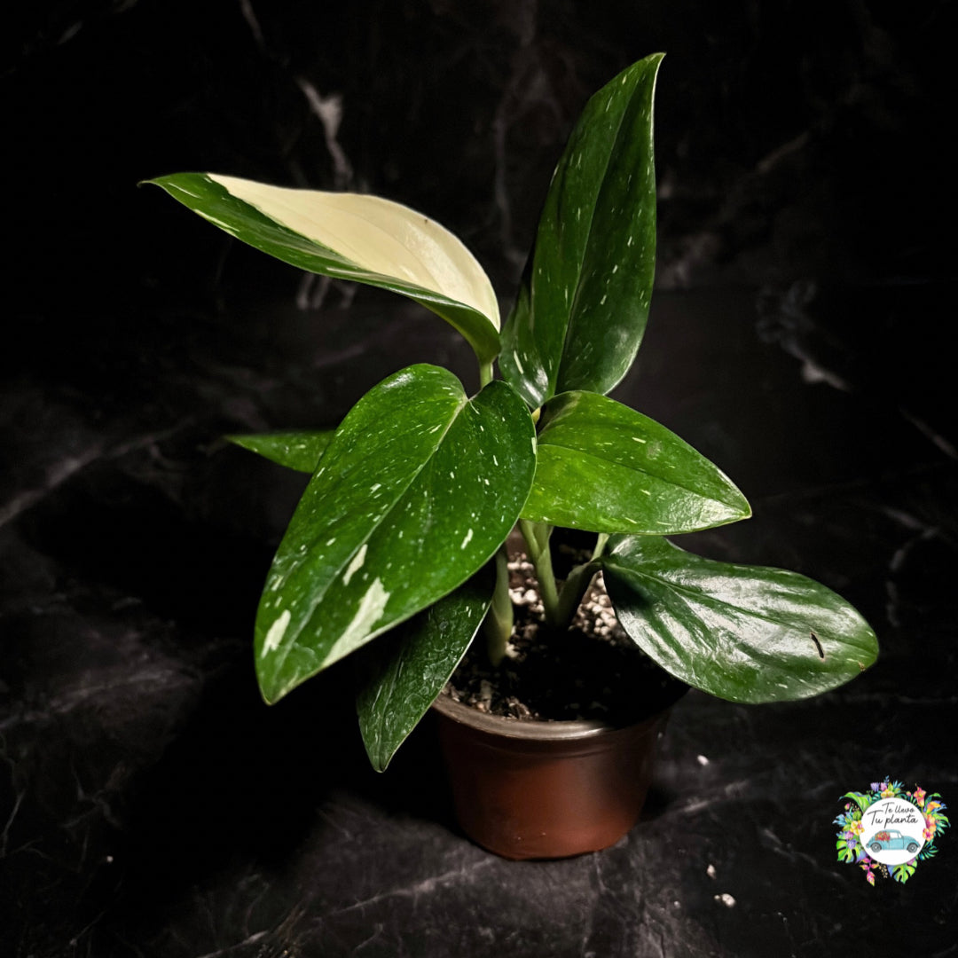 Monstera Stadleyana “4