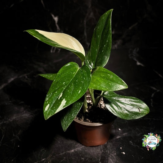 Monstera Stadleyana “4