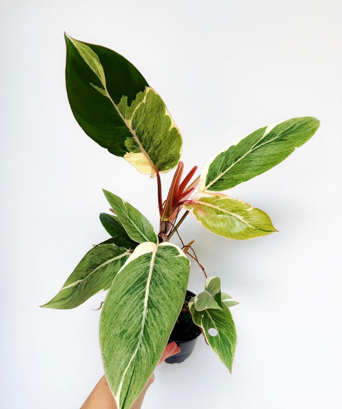 Philodendron Shady Lady “4
