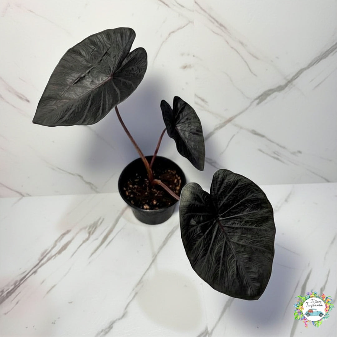 Colocasia black coral “5