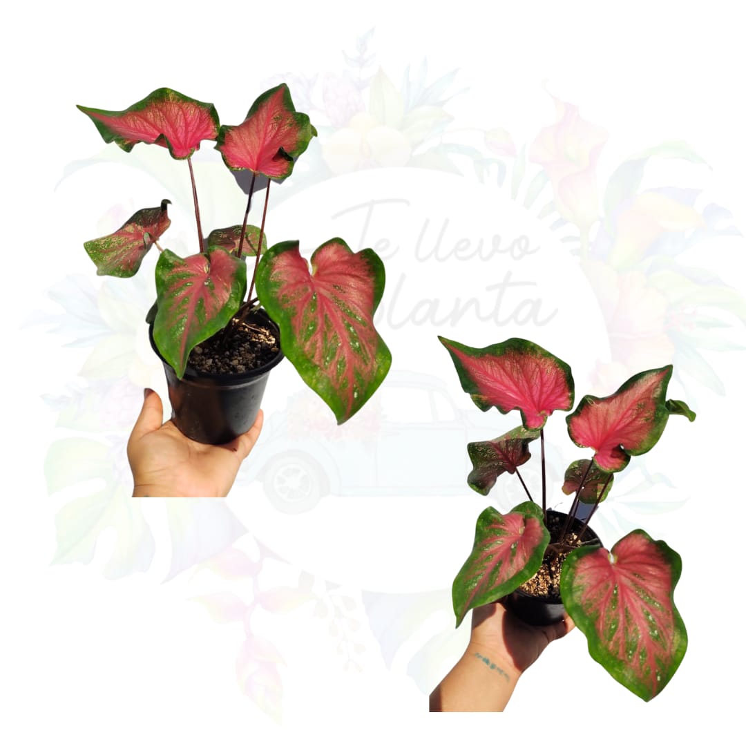 Caladium Sweet Heart #5