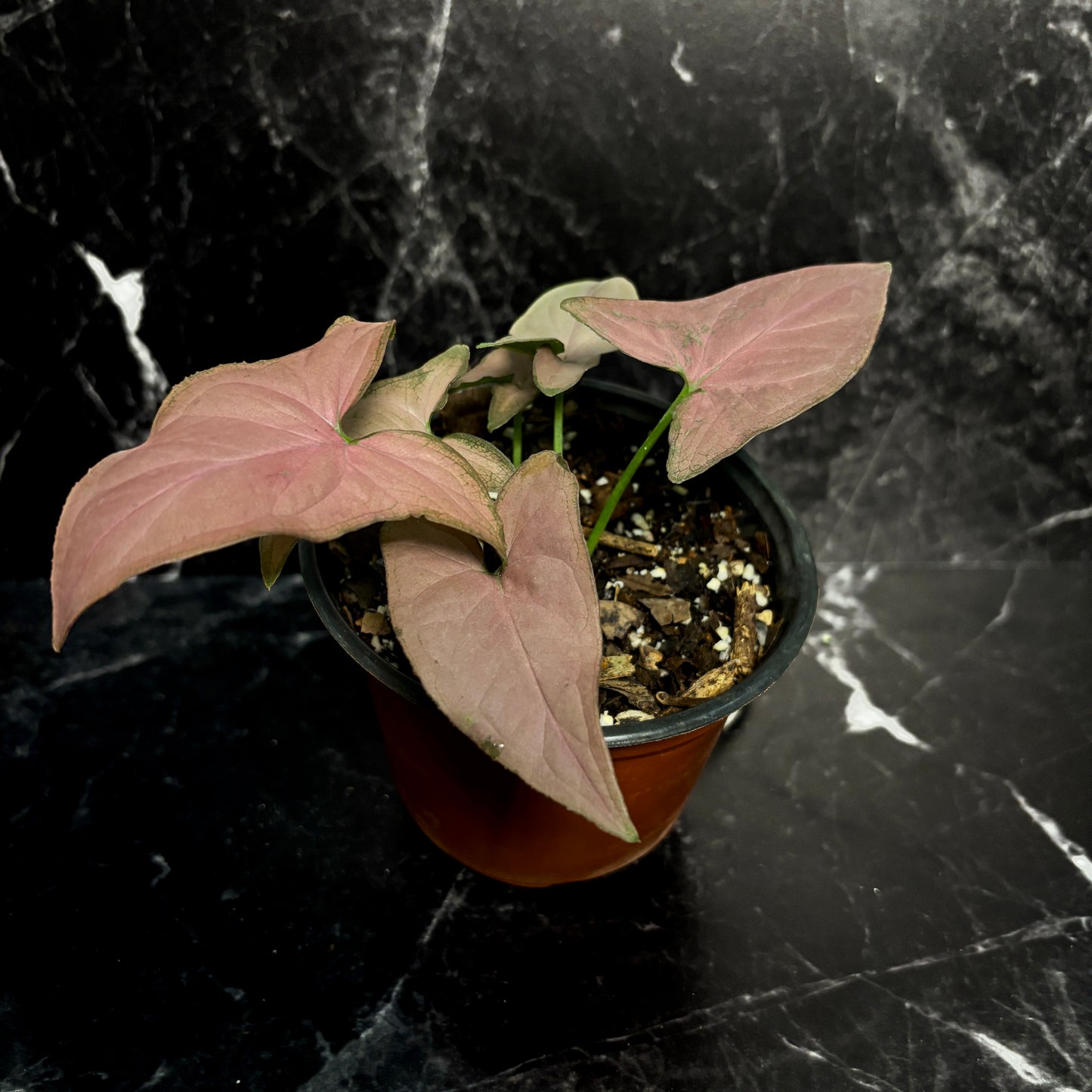 Syngonium Pink Arrow Head “4