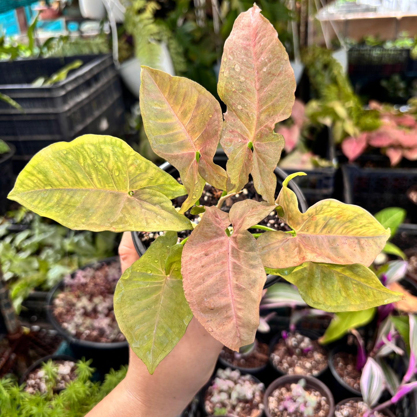Syngonium Pink Spot “5